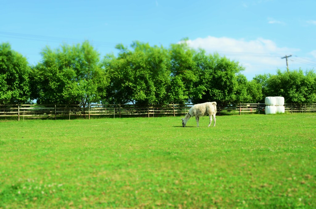 とても良い日じゃの