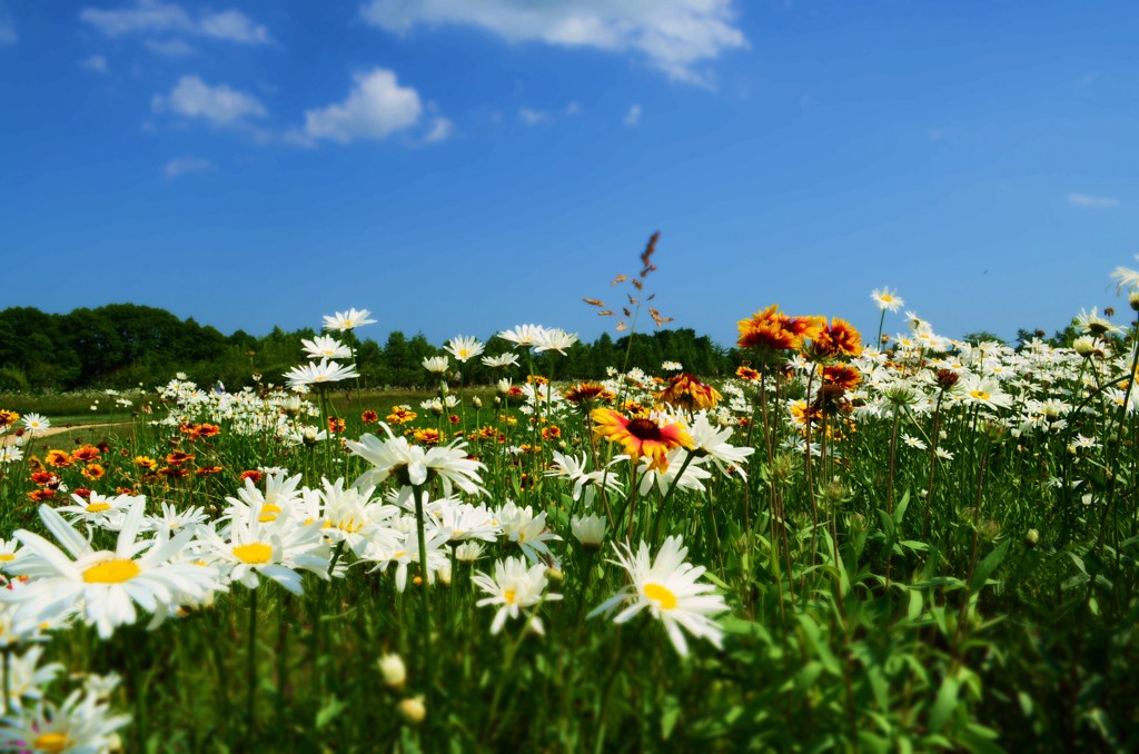 青い空とお花達