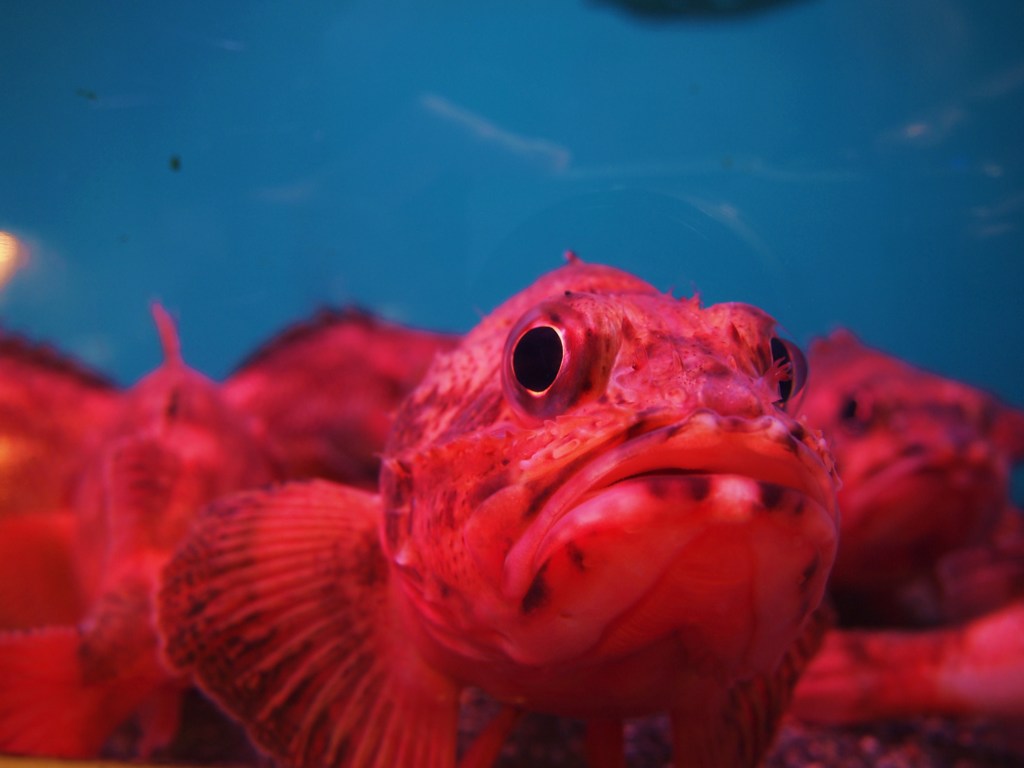 眼と眼があったその日から