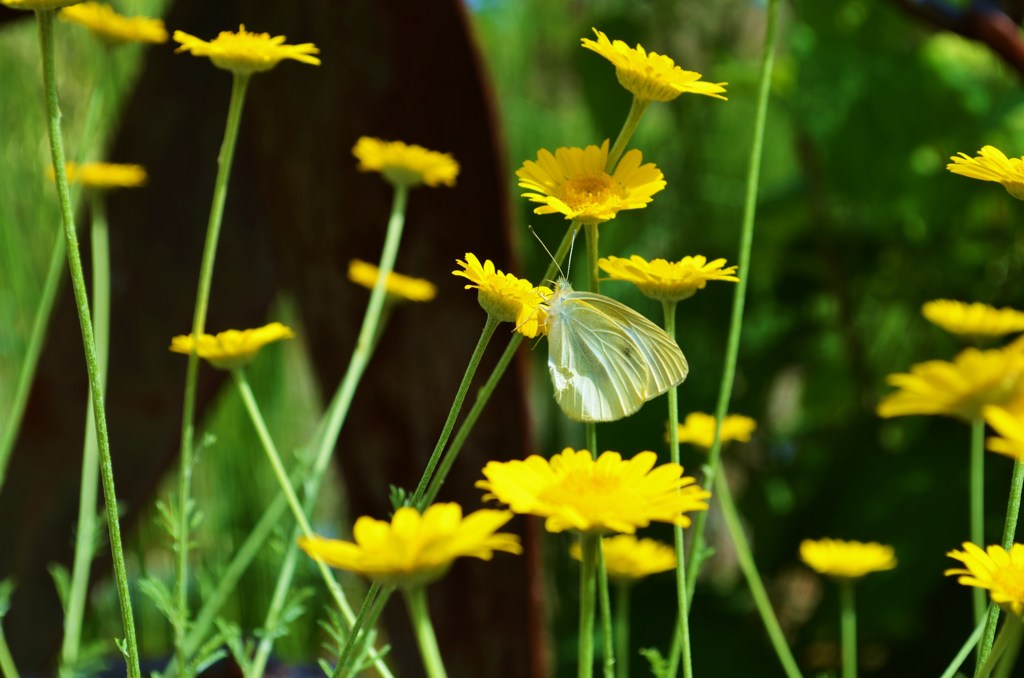 モンシロチョウ