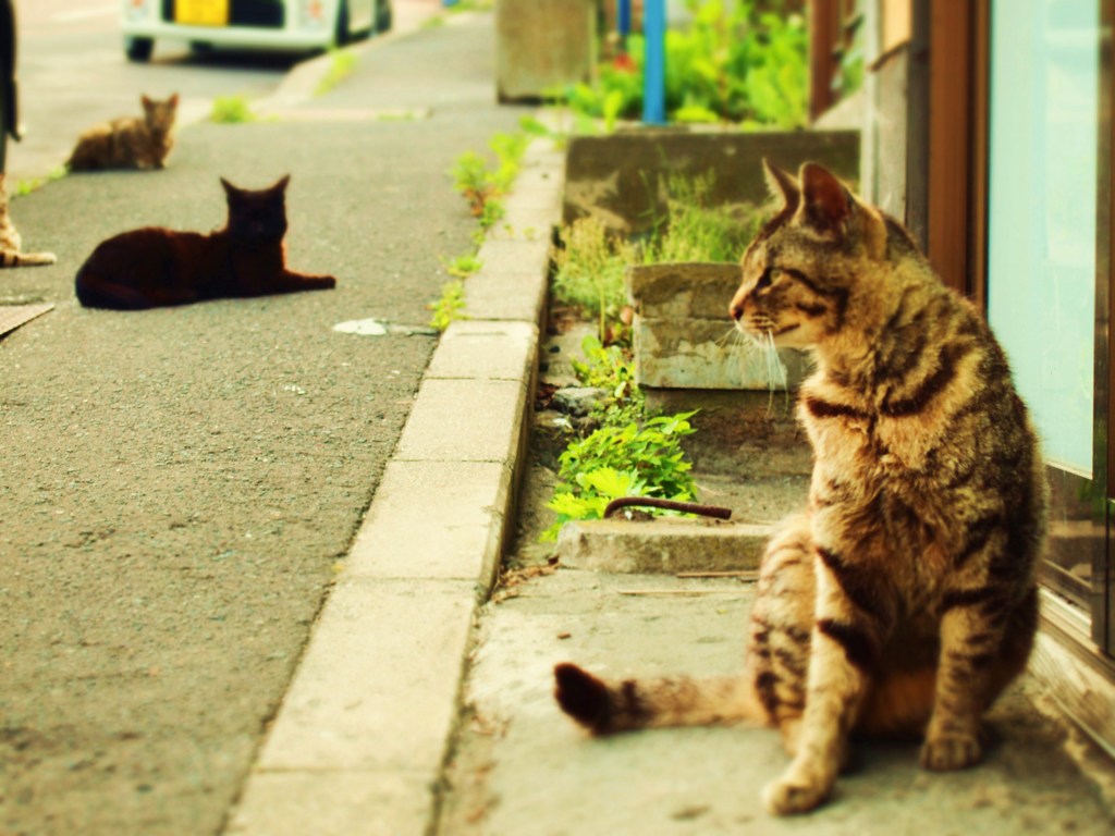 猫の居る町