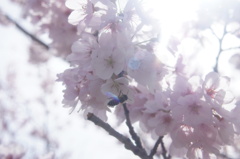 春の光