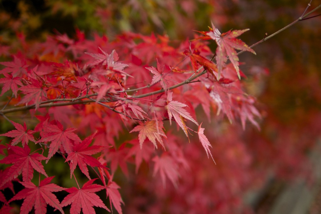 新津中野邸美術館