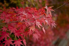 新津中野邸美術館