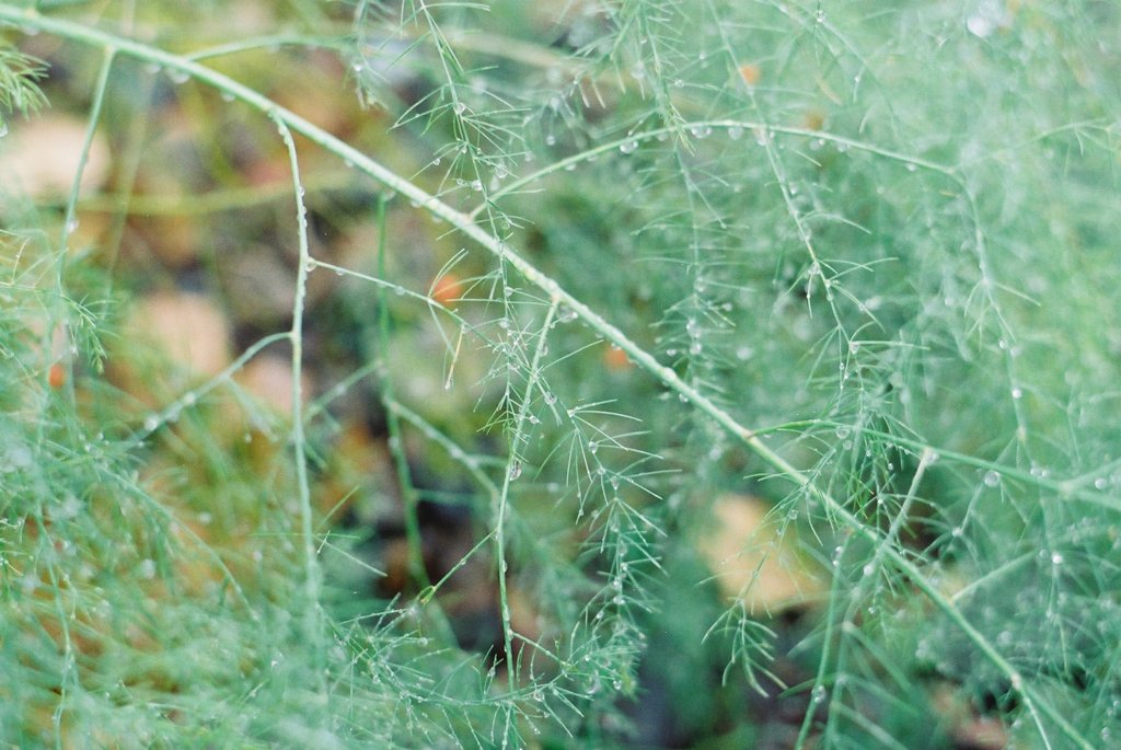 FH000006