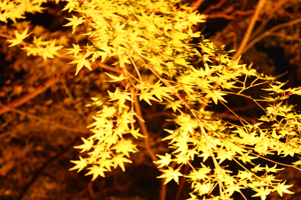 少し早い紅葉