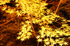 少し早い紅葉