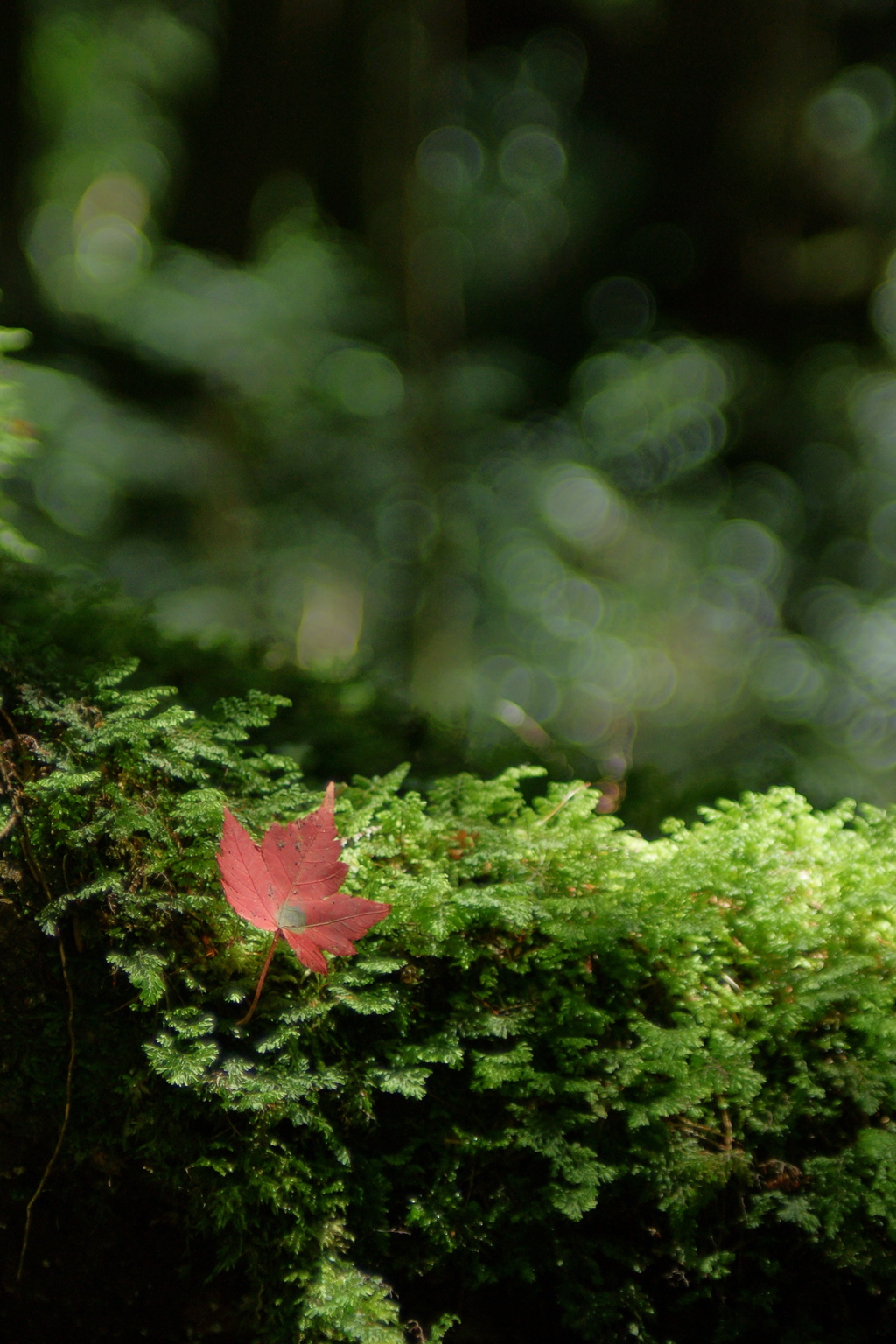 苔に紅