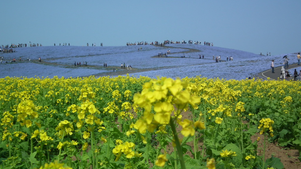 2012.05.01常陸海浜公園