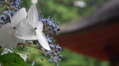 2013.06.16水戸八幡宮神社