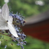 2013.06.16水戸八幡宮神社