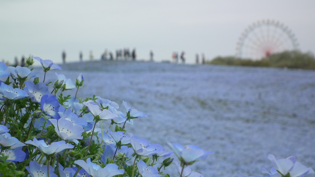 2012.05.01常陸海浜公園