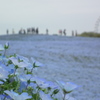2012.05.01常陸海浜公園