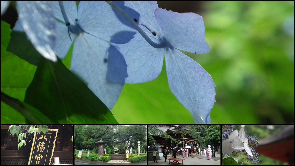 八幡宮の紫陽花