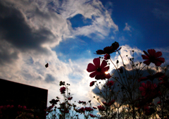 COSMOS