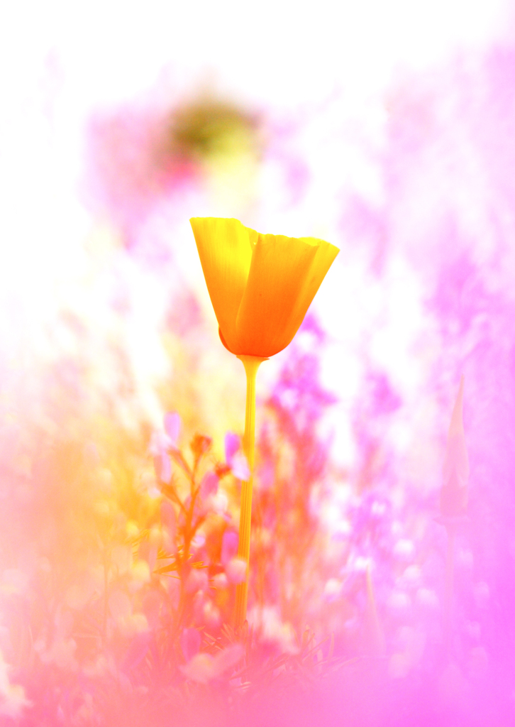 花の国