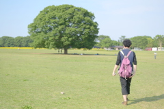 この木なんの木