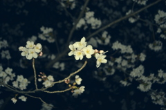 夜桜