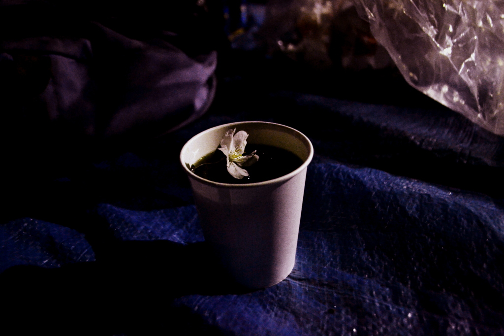 夜のお花見