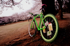 桜と自転車（友達の）