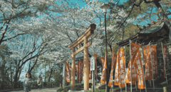 桜と千葉稲毛浅間神社