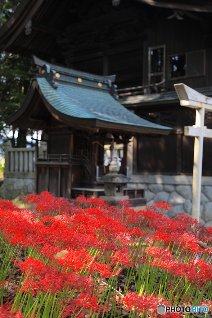 彼岸花　神社の境内にて２