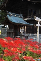 彼岸花　神社の境内にて２