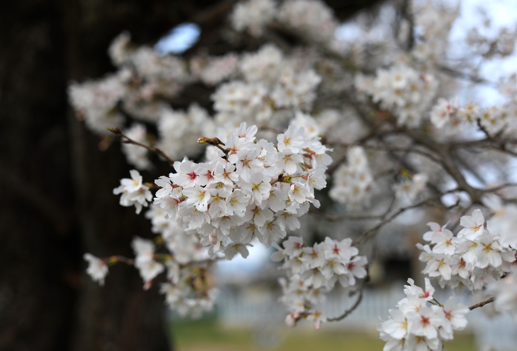 桜　ー家の近くでー