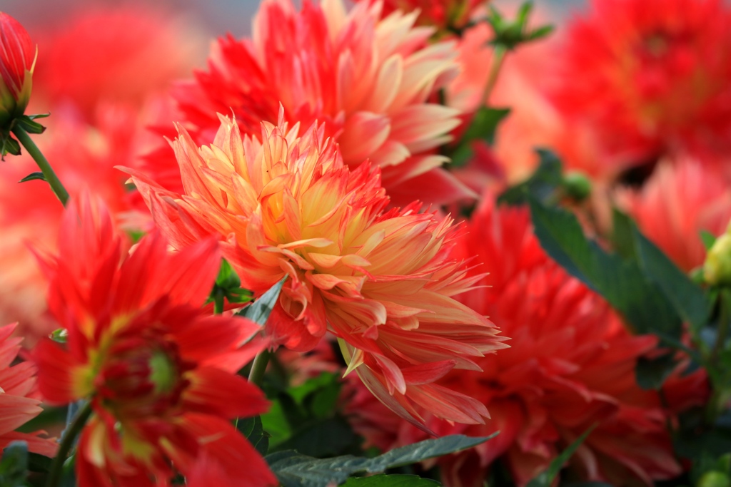 妖艶　フラワーセンターにて