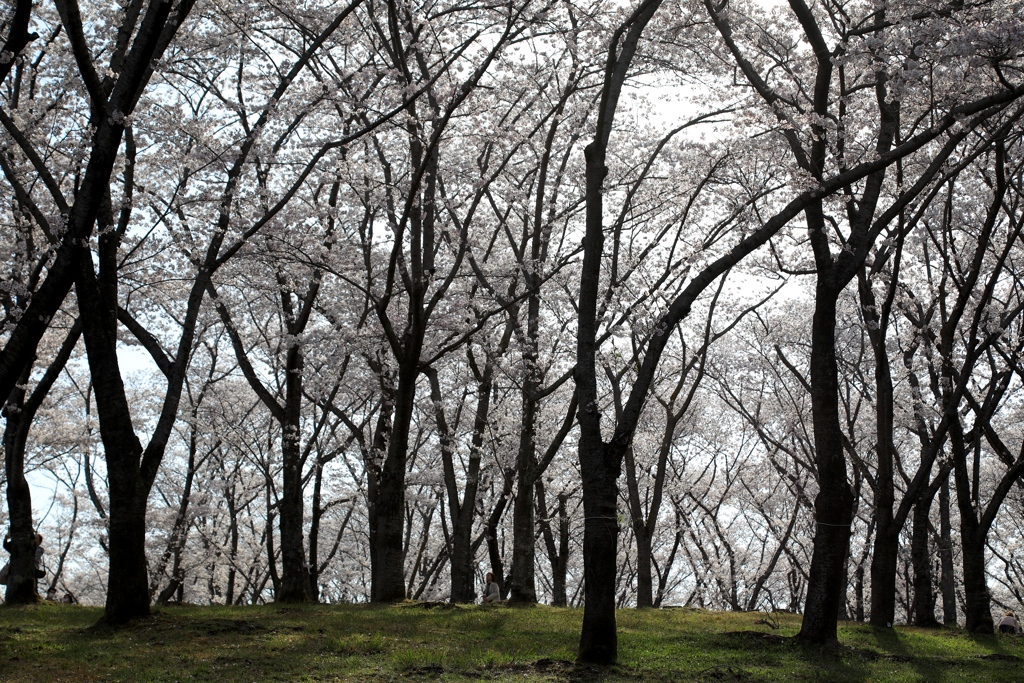 播磨中央公園にて１