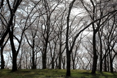 播磨中央公園にて１