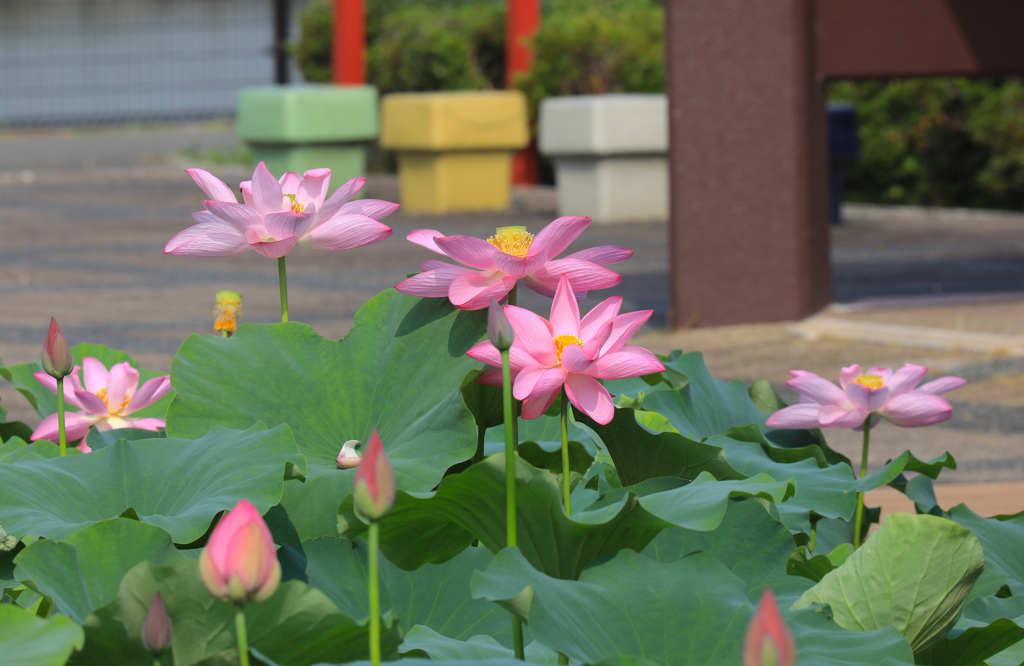 平池公園にて（３）