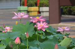 平池公園にて（３）