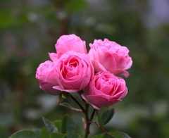 播磨中央公園にて　バラ　花ぐるま