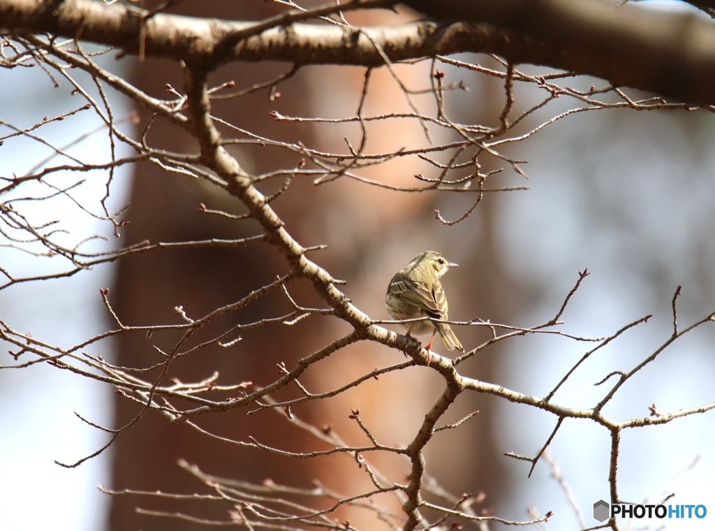 鳥さん