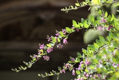 播州清水寺にて1