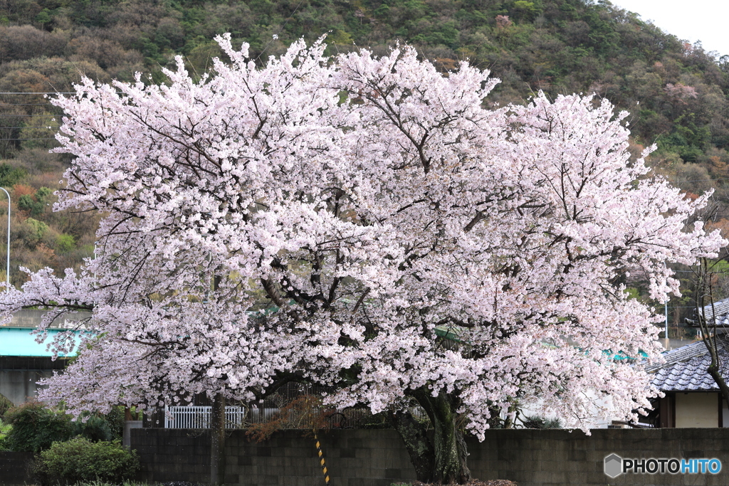 桜　-家の裏の神社にて-