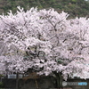 桜　-家の裏の神社にて-