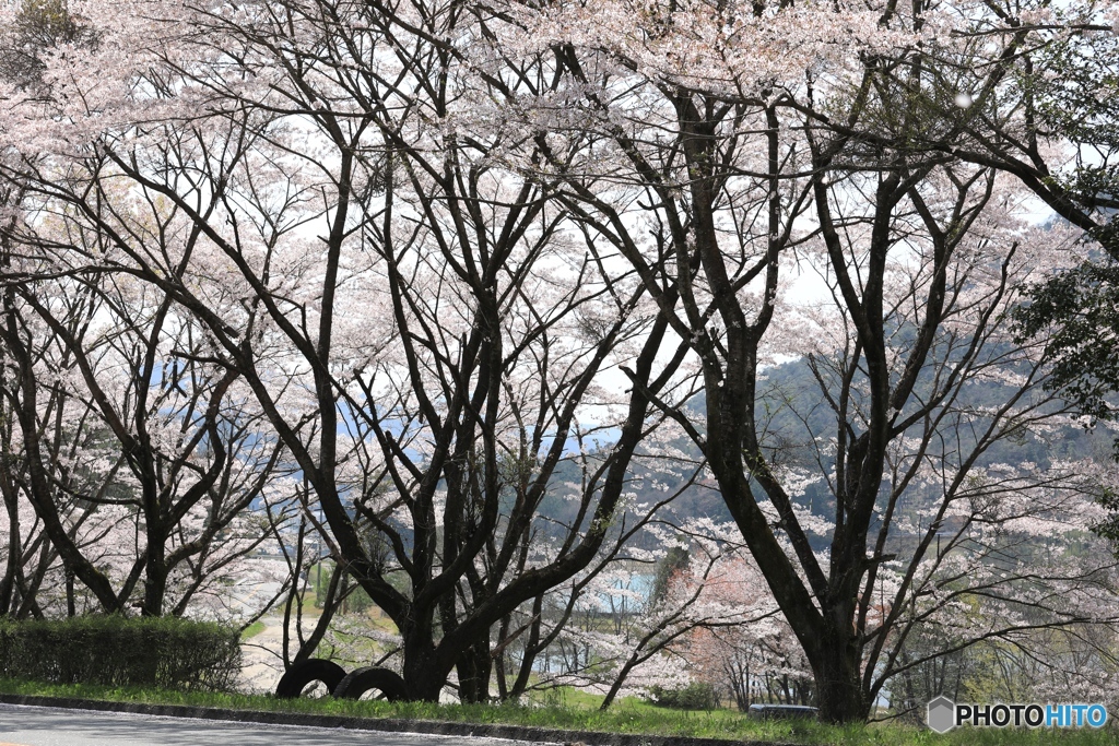 散りゆく桜