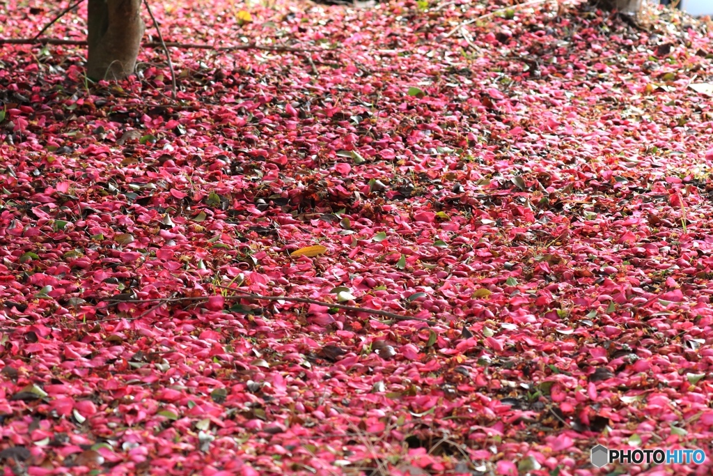 花びら絨毯