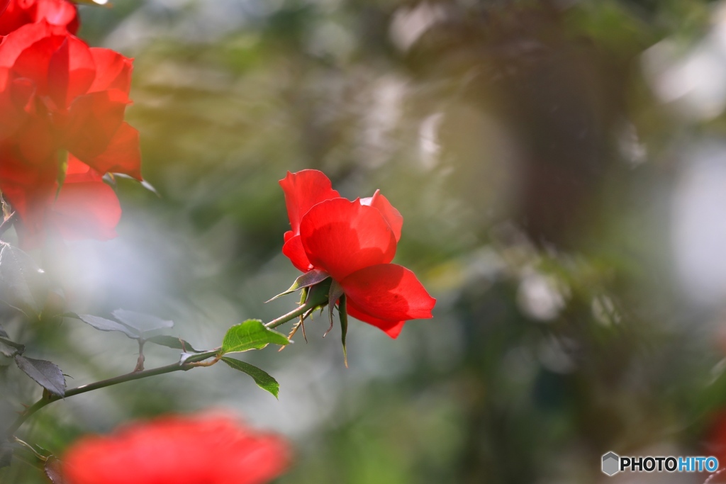 秋薔薇４