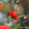 秋薔薇４