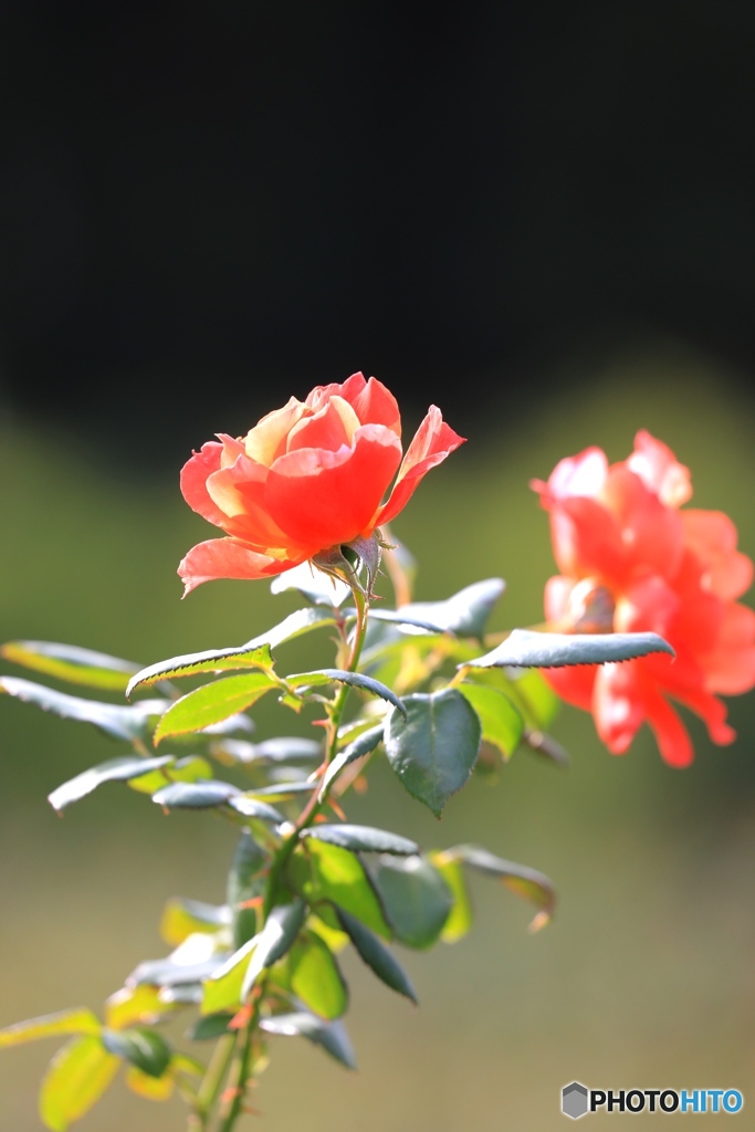 秋薔薇１