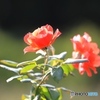 秋薔薇１