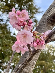 桃の花？　玉丘史跡公園にて