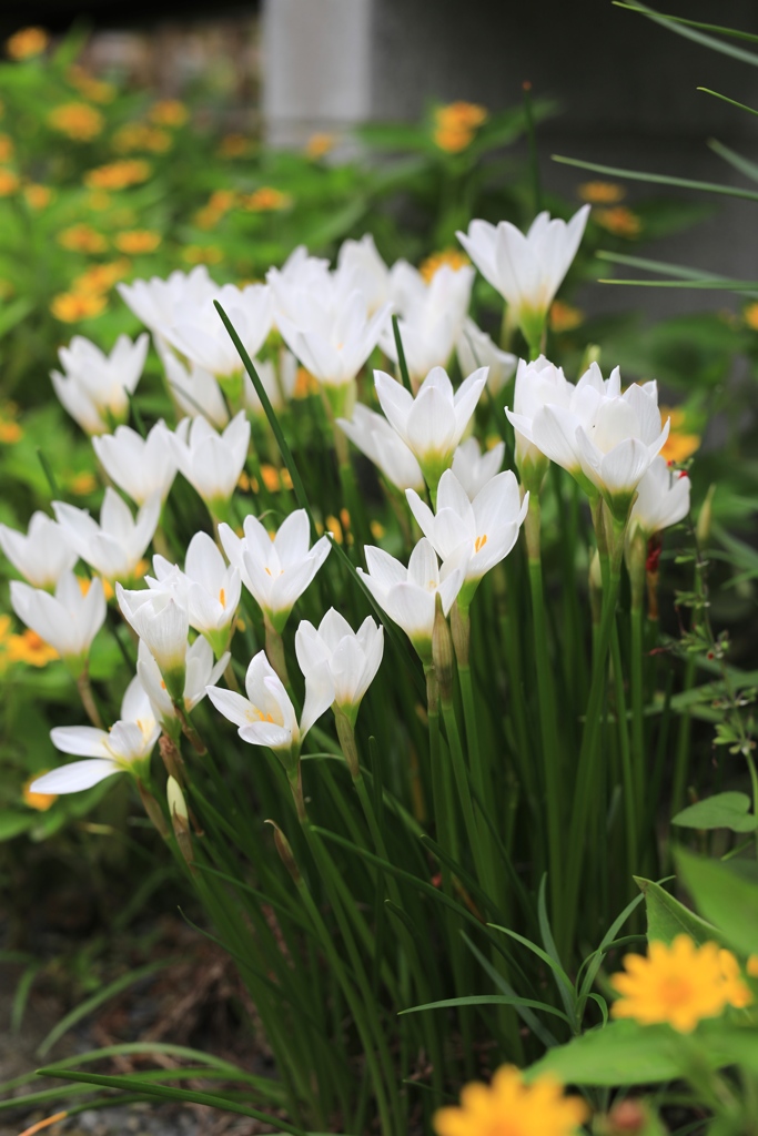 我が故郷 旧邸にて４