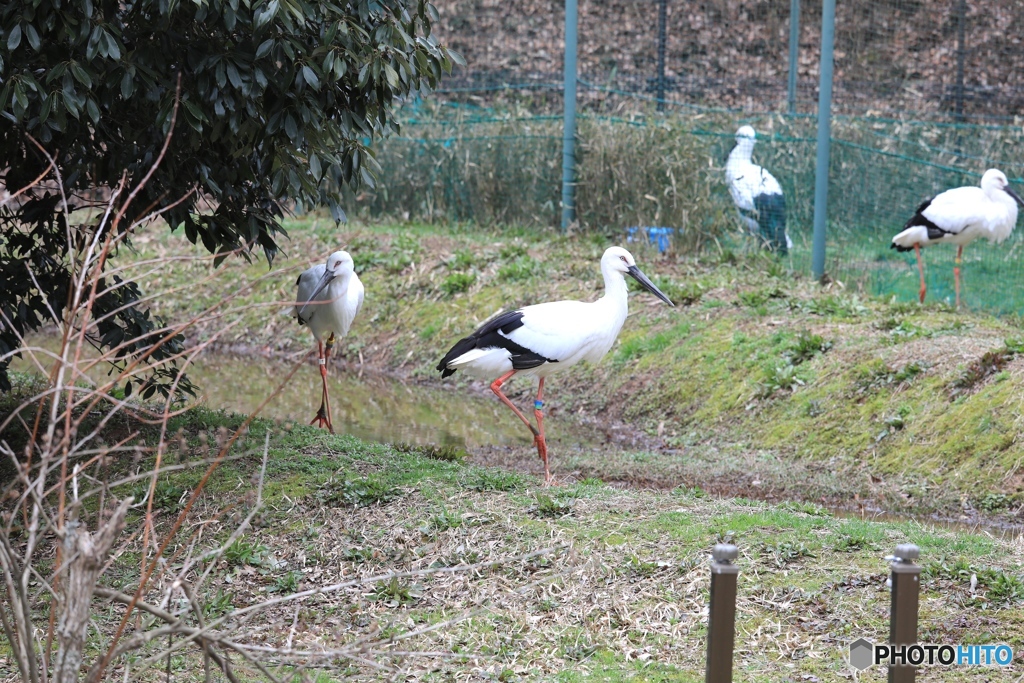コウノトリ　コウノトリの郷にて