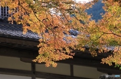 紅葉１