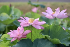 平池公園にて3