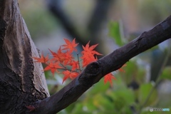 まだまだ紅葉２